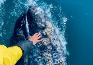 avistamiento de ballenas